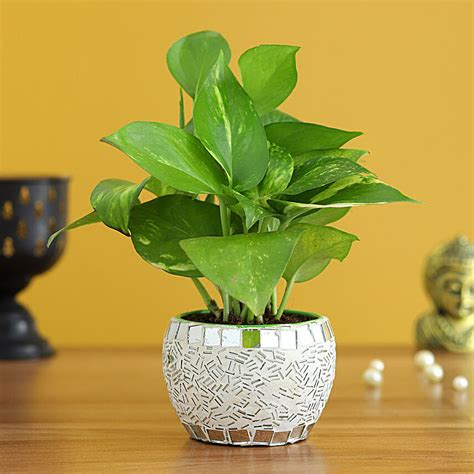 Money Plant Online .